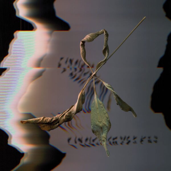 T. GOWDY - TRILL SCAN